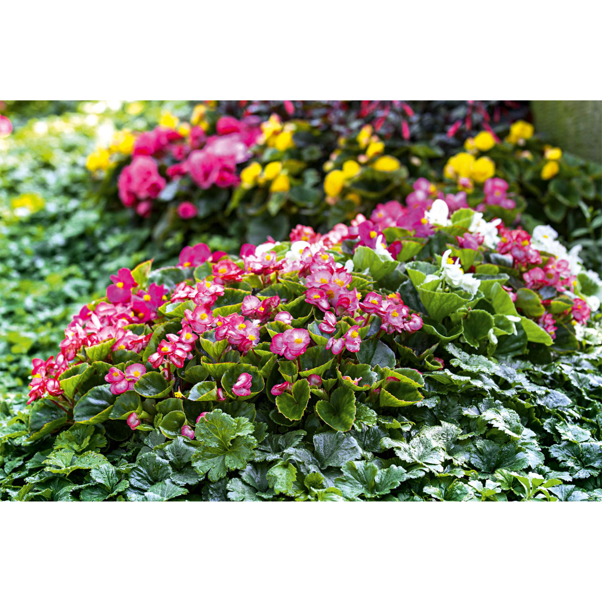 Plantiflor  Eisbegonie Topf Durchmesser 10,5 cm Bild 3