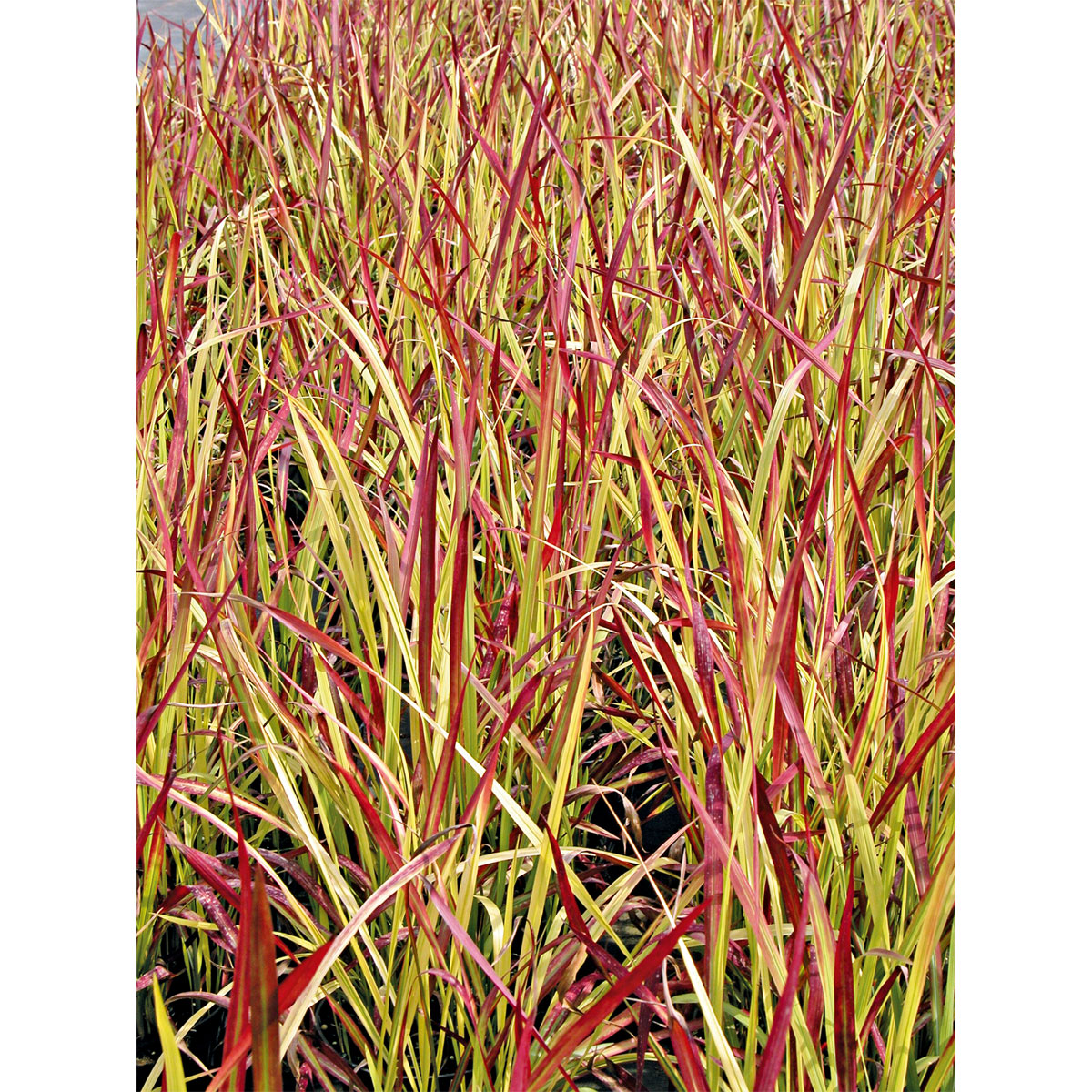 Plantiflor  Japanisches Blutgras Red Baron Topf Durchmesser 19 cm Bild 4