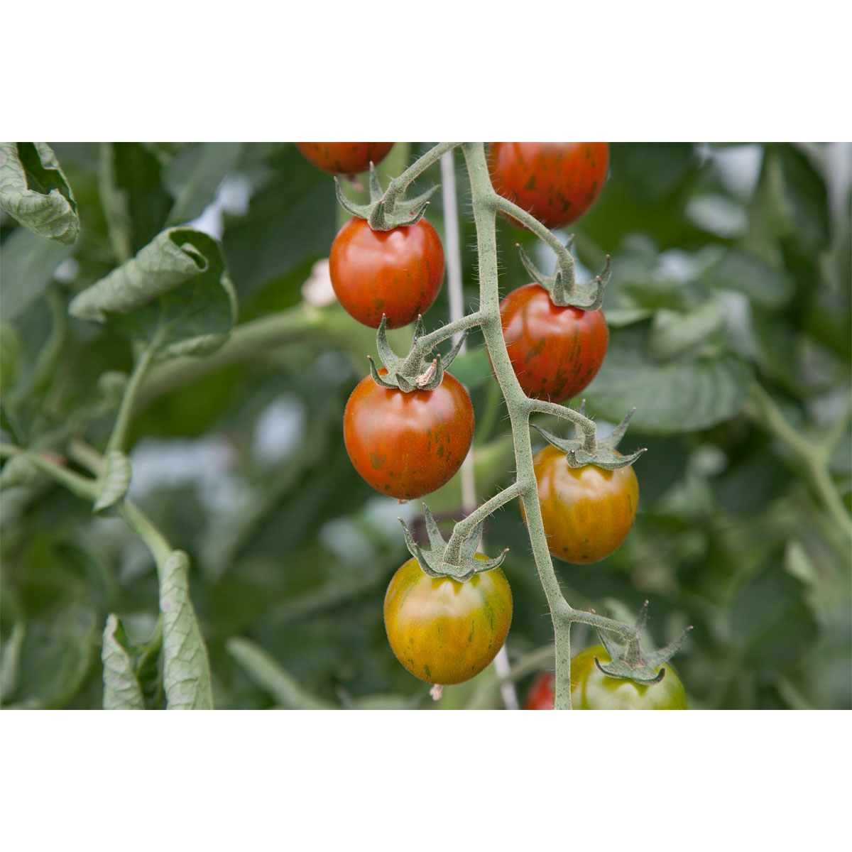 Bio Gourmet Tomaten Venusbrüstchen Topf Durchmesser 11 cm Bild 3