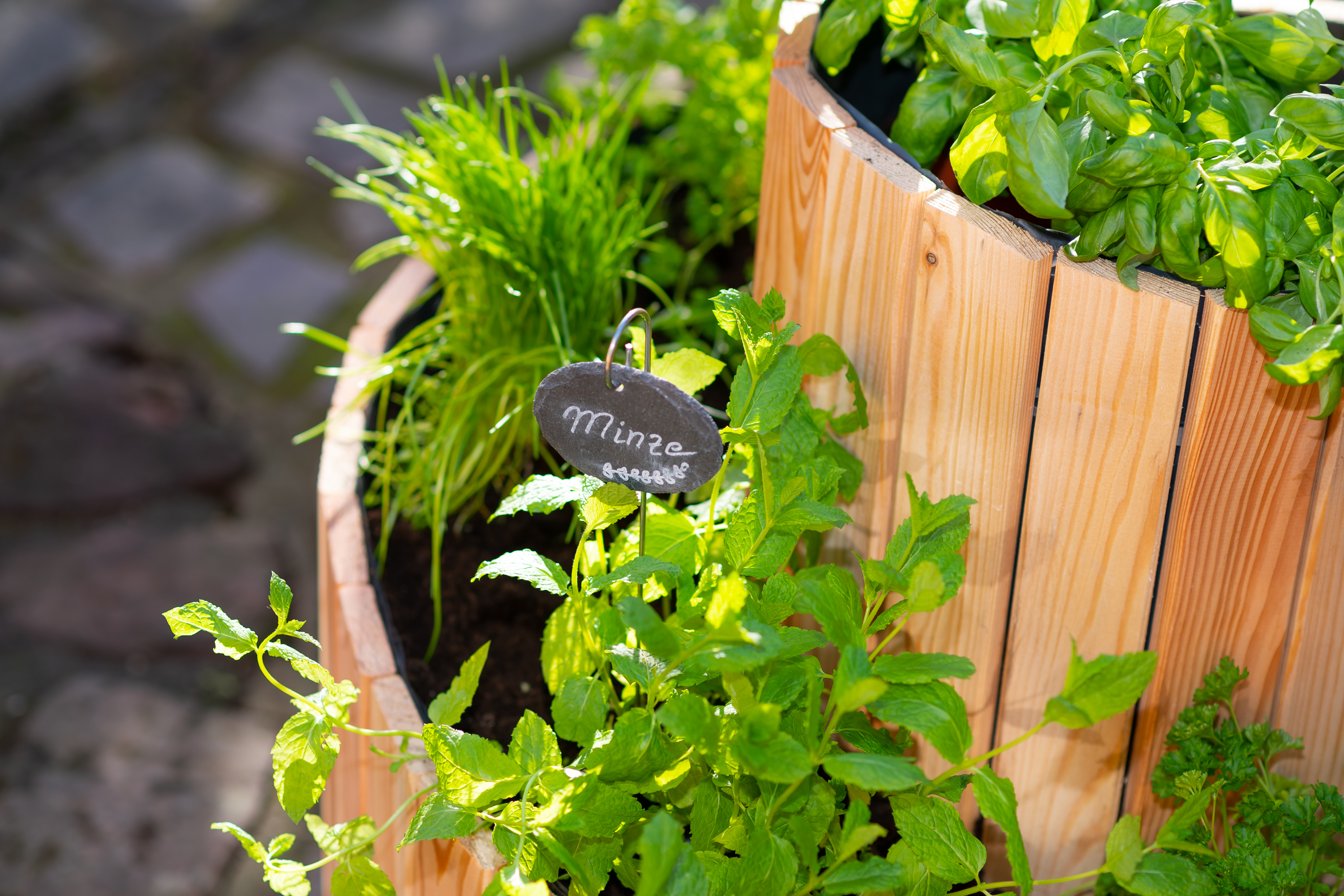 Eine Pflanzspirale aus Holz mit Minze drin.