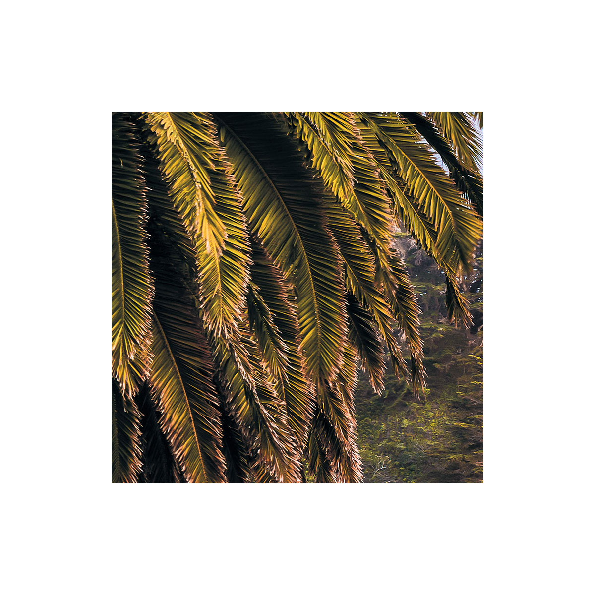 Komar  Vlies Fototapete Paradise Falls 200x100 cm Bild 5