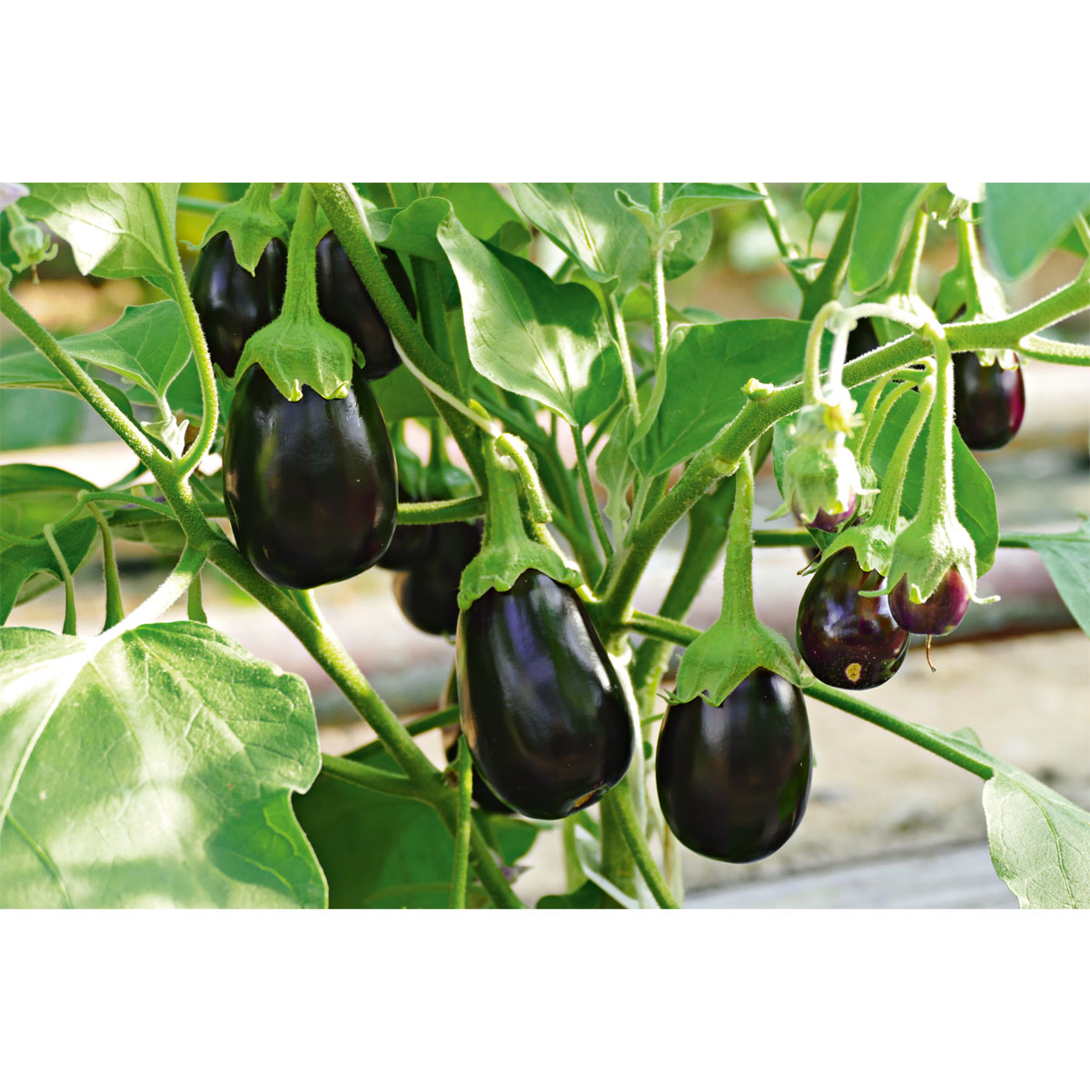 Bio-Gourmet Aubergine Jackpot Topf Durchmesser 11 cm