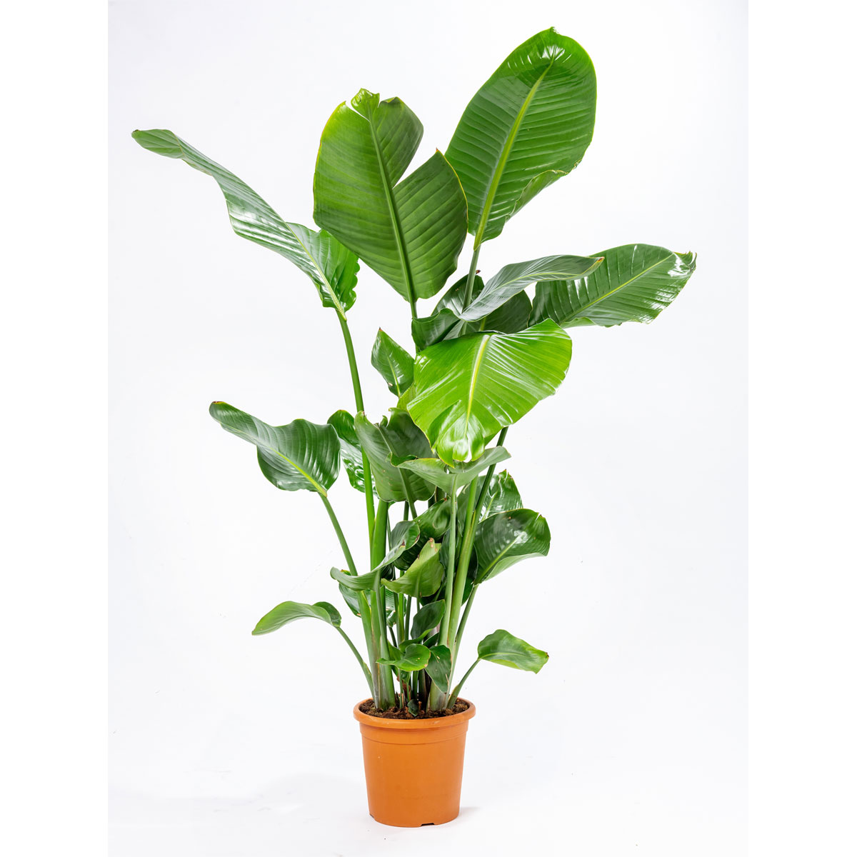 Plantiflor  Baumstrelitzie Topf-Ø 19 cm, Bild 1