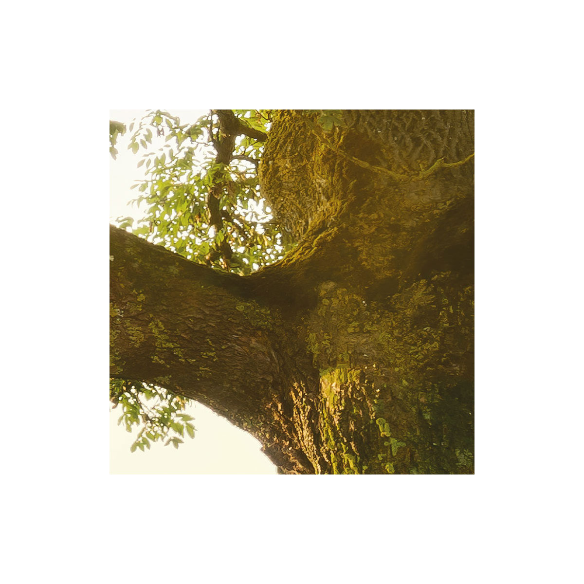 Komar  Vlies Fototapete The Magic Tree 450x280 cm Bild 3