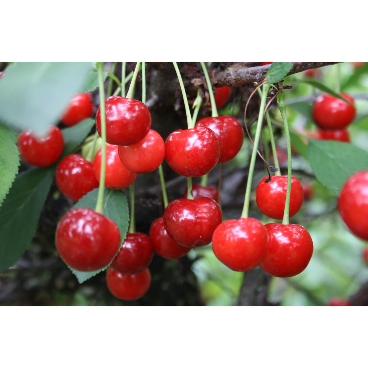 Zwergsauerkirsche Jade