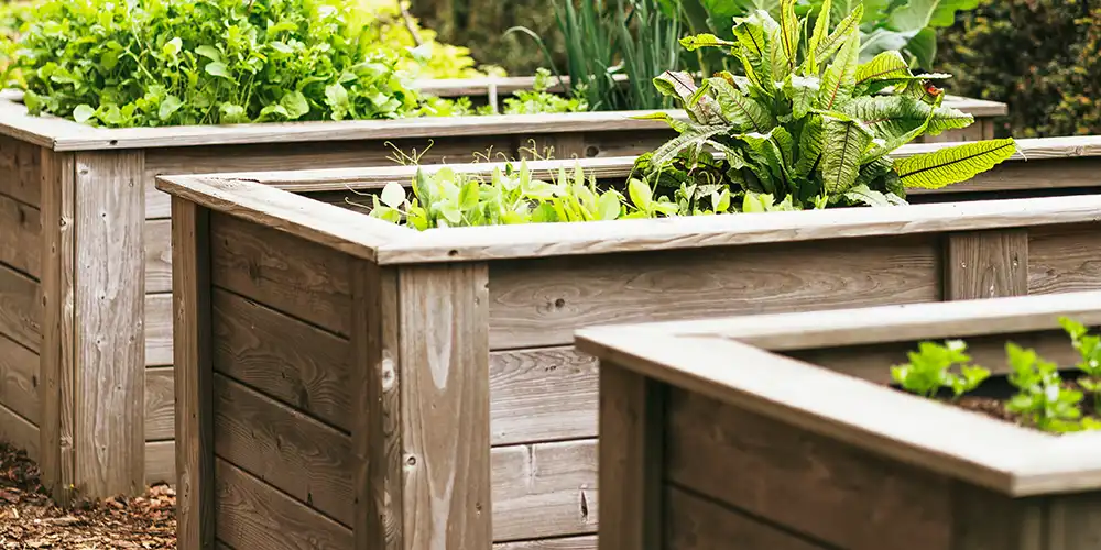 In mehreren Holzbeeten wachsen grüne Gemüsepflanzen.