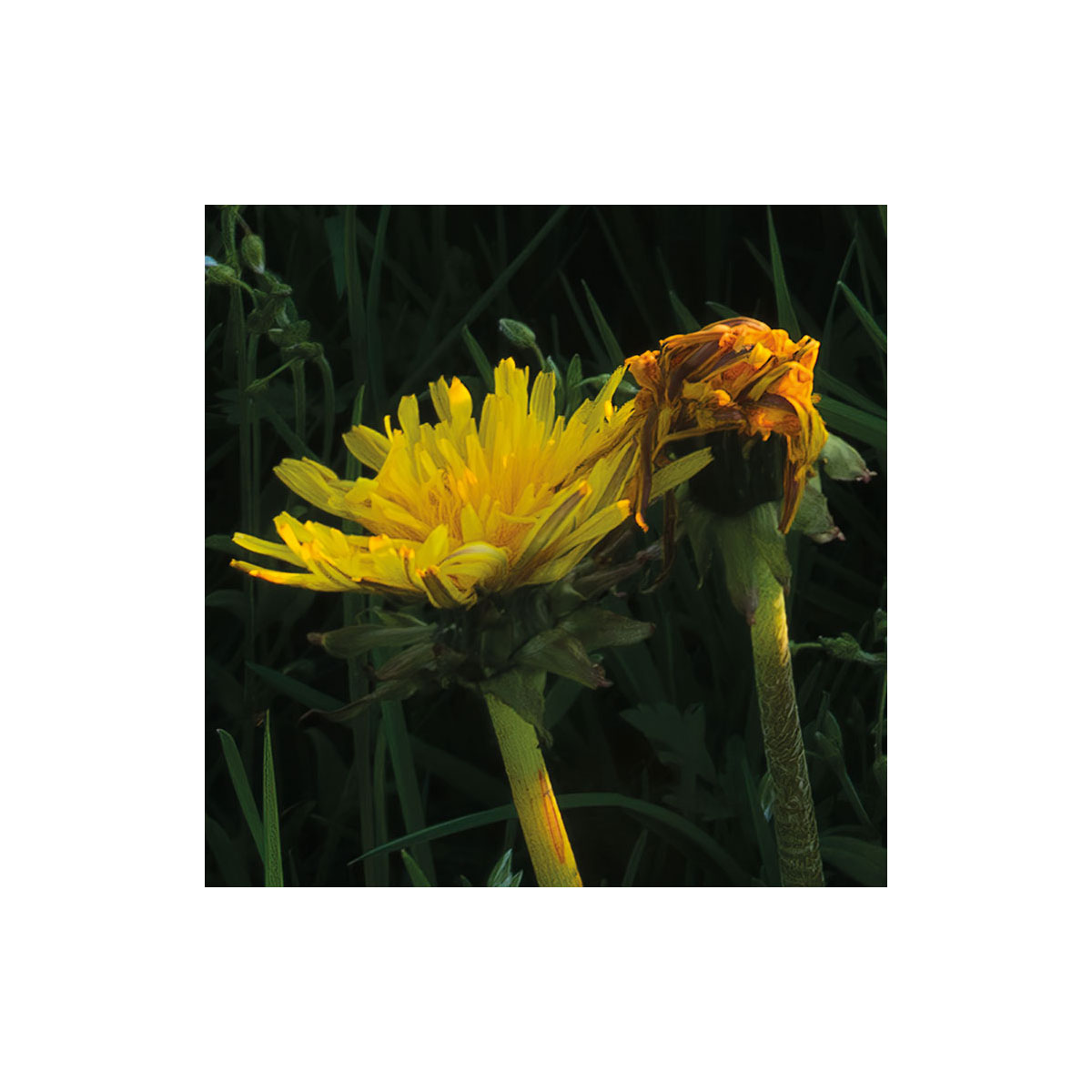 Komar  Vlies Fototapete Frühling auf dem Land 450x280 cm Bild 4