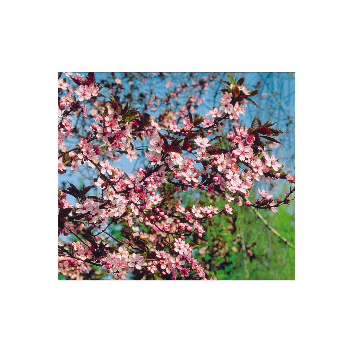 Plantiflor Großfruchtige Blutpflaume Trailblazer Topf Durchmesser 23 cm Bild 2