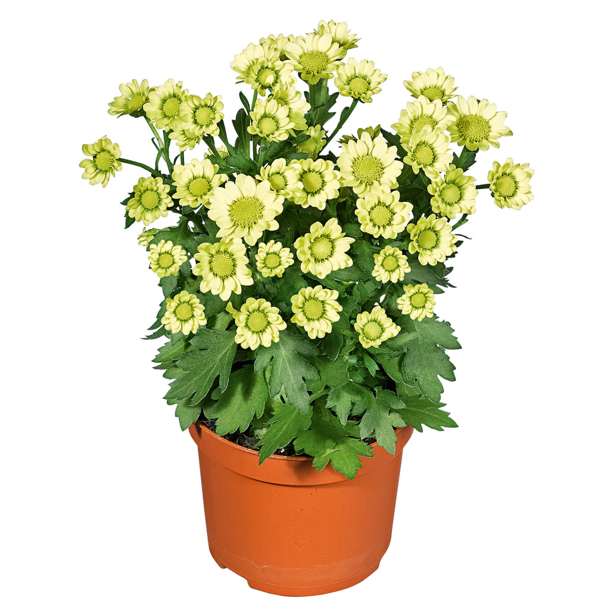 Plantiflor  Chrysantheme Eintrieber Topf Durchmesser 10,5 cm Bild 3