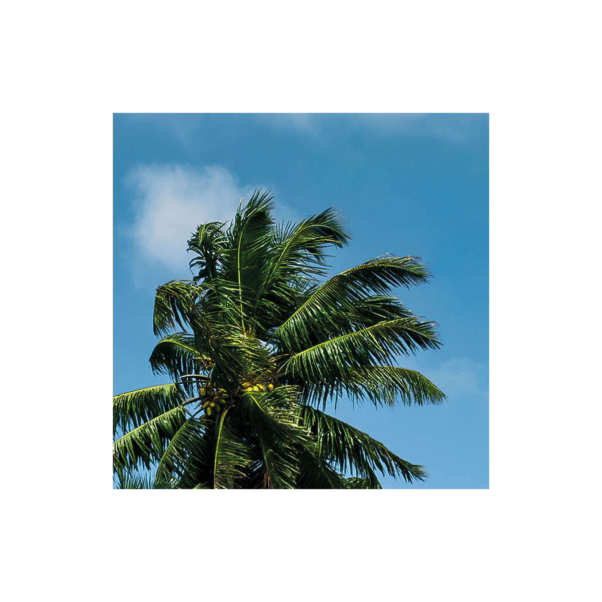 Komar  Vlies Fototapete Schatzinsel 450x280 cm Bild 7