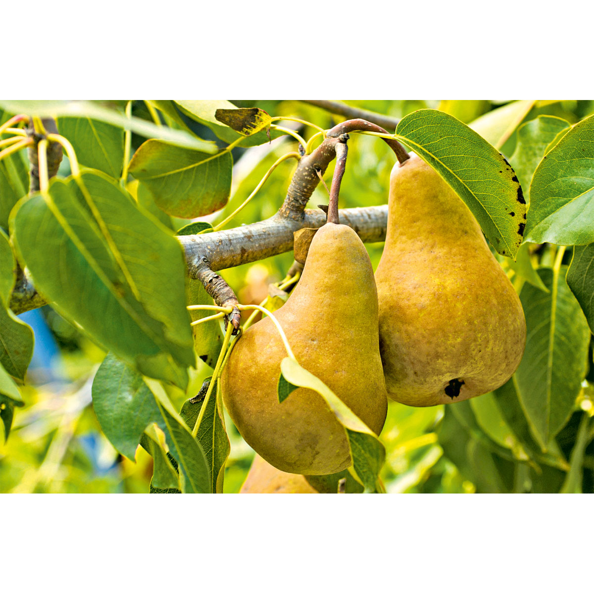 Plantiflor  Birnenbaum im Topf Durchmesser 30 cm Bild 2