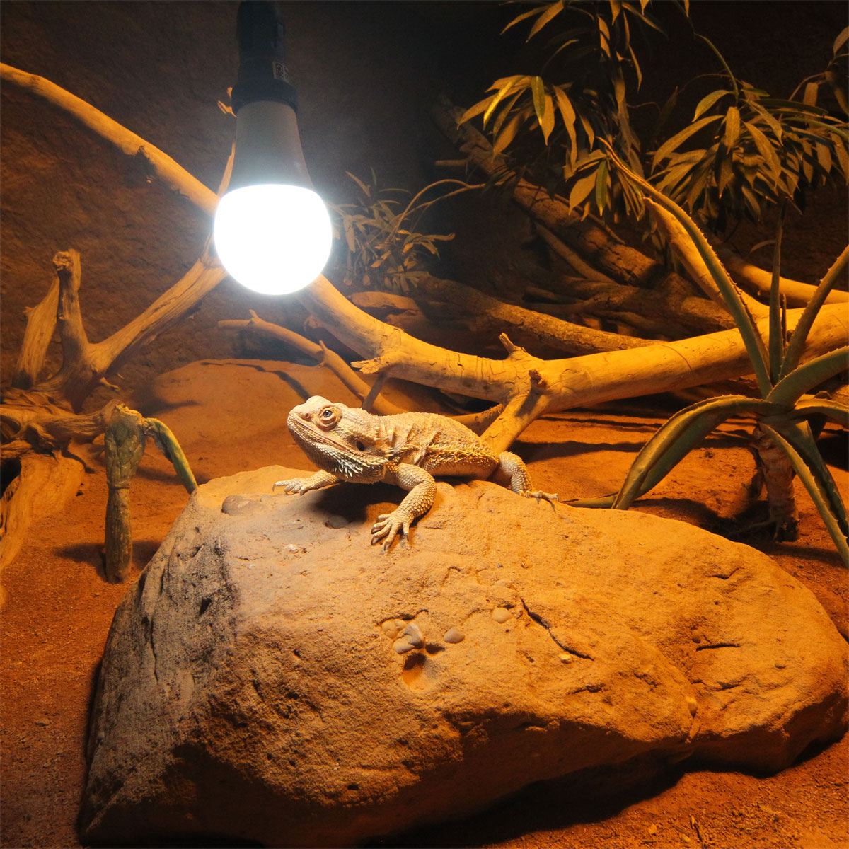 JBL  Reptil LED Daylight 13W Bild 4