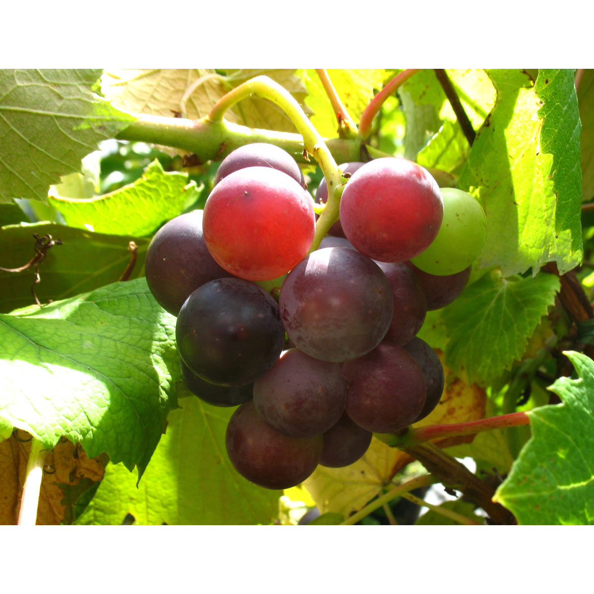 Weinrebe Erdbeertraube rot blau sehr robust frostfest