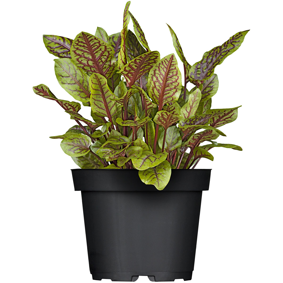 Plantiflor Gourmetkräuter Salatkräuter und Kräuterbutter Topf Durchmesser 13 cm Bild 4