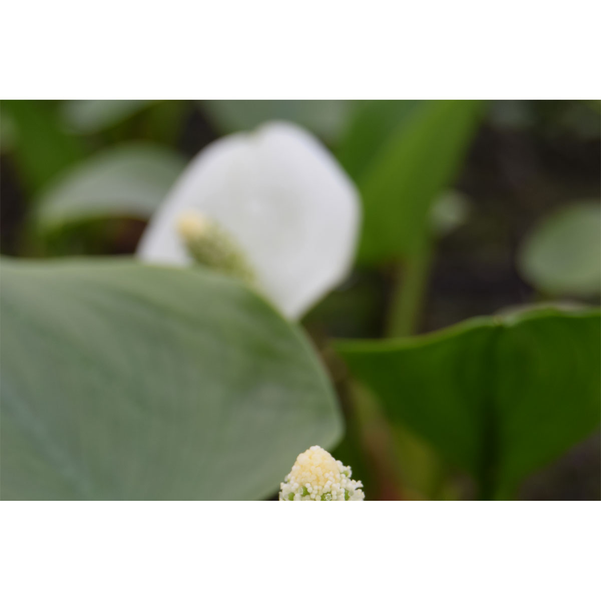 Plantiflor  Drachenwurz Topf Durchmesser 13 cm