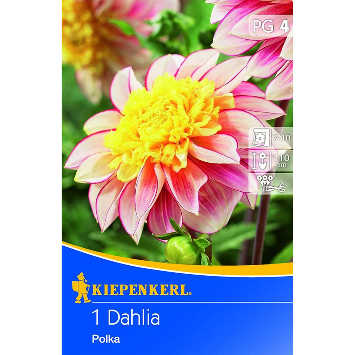 Kiepenkerl Anemon-Dahlien Polka 1 Stk.