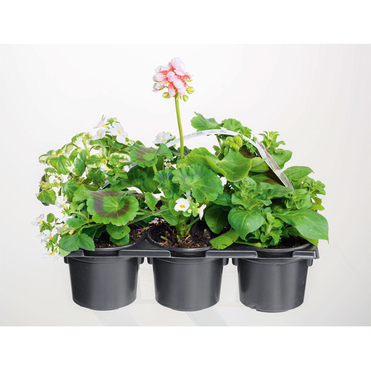 Plantiflor  Bunter Balkonkasten Tradition 6er-Pack Bild 2