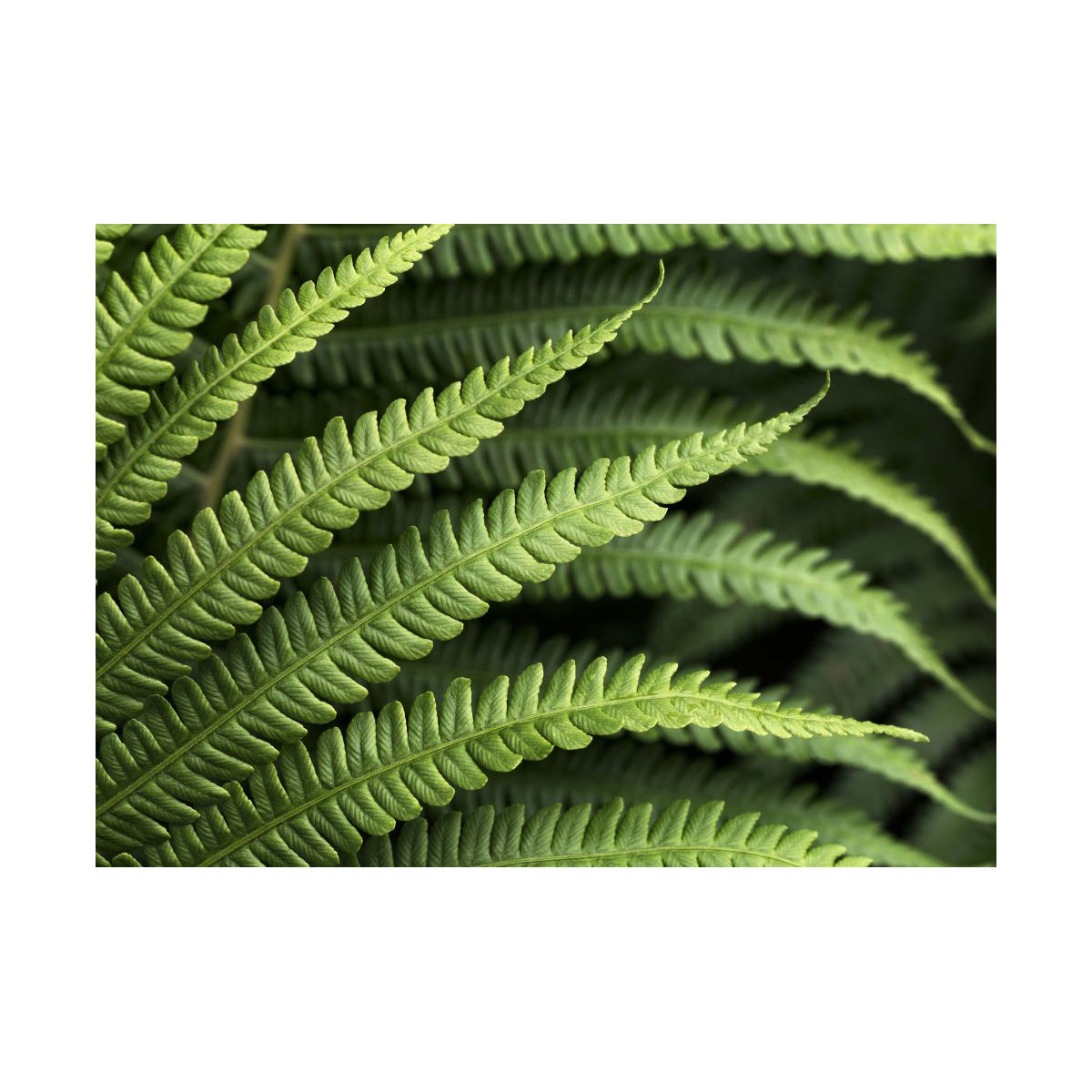 Komar  Vlies Fototapete Farn 350x250 cm Bild 2