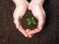 Hände umgeben einen kleinen grünen Sämling, der in dunkler Erde wächst.