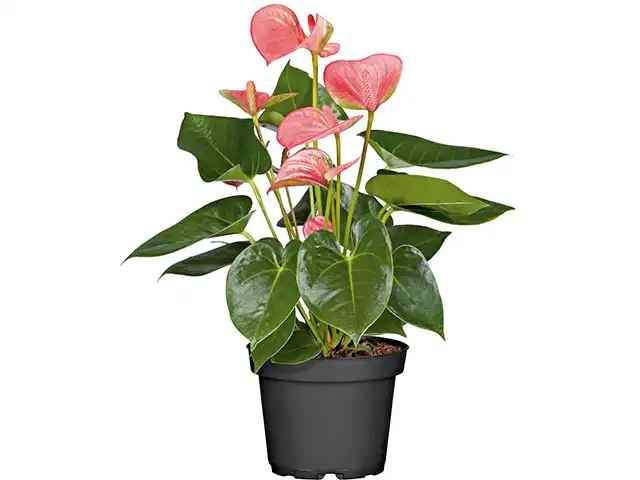 Eine Pflanze mit pinken Blüten steht in einem schwarzen Topf.