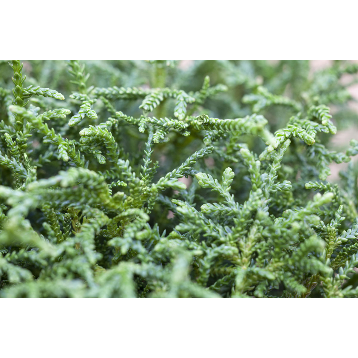 Plantiflor Zwerg-Hiba-Lebensbaum Nana Topf Durchmesser 17 cm