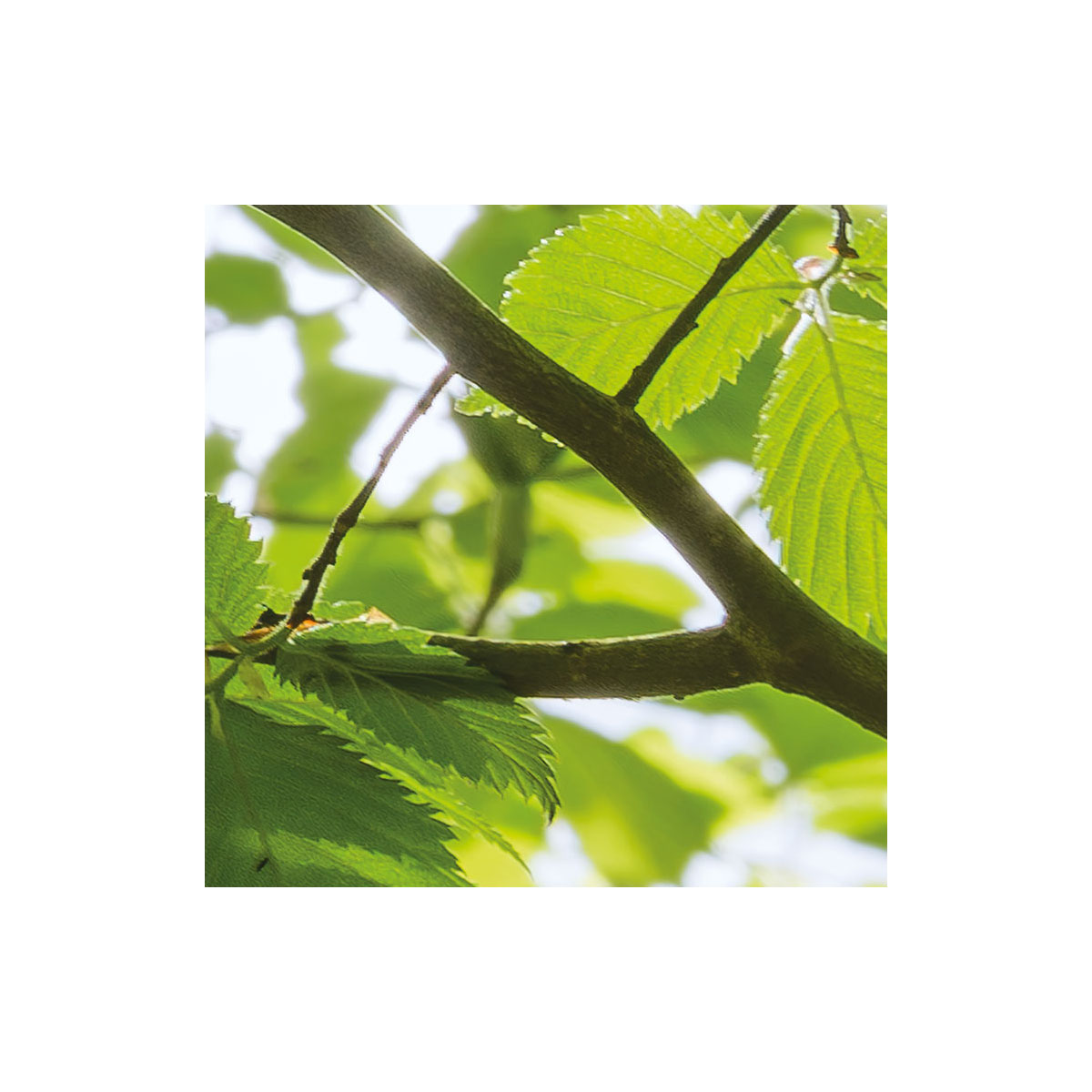 Komar  Vlies Fototapete Im Frühlingswald 450x280 cm Bild 5