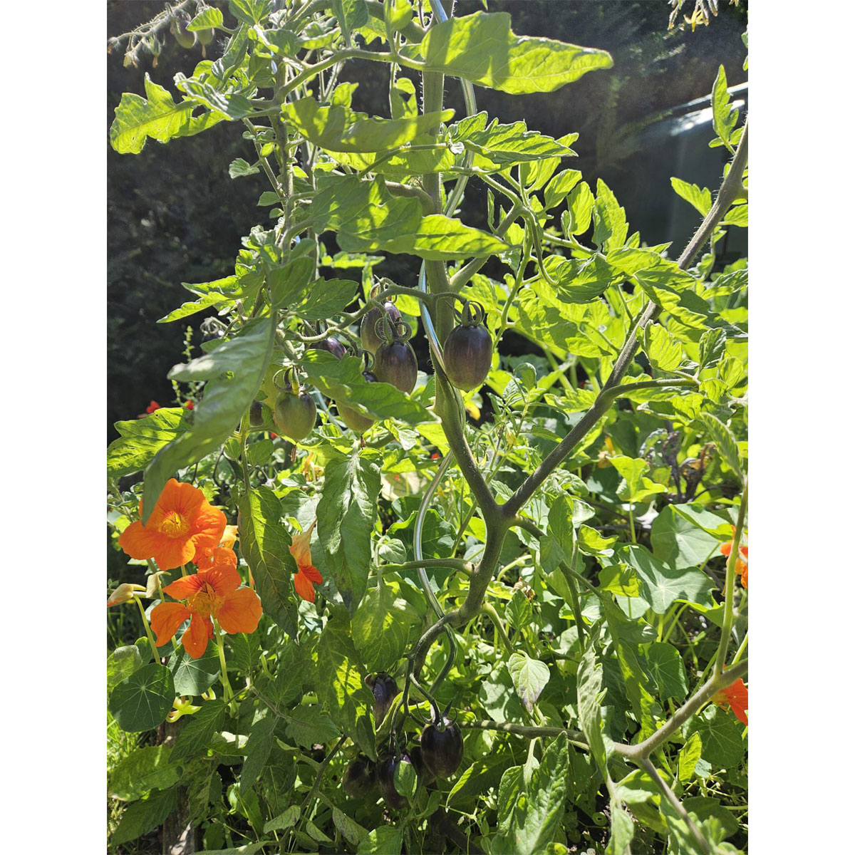 Schwarze Cocktailtomate "Black Moon" Topf Durchmesser T10,5 Bild 3