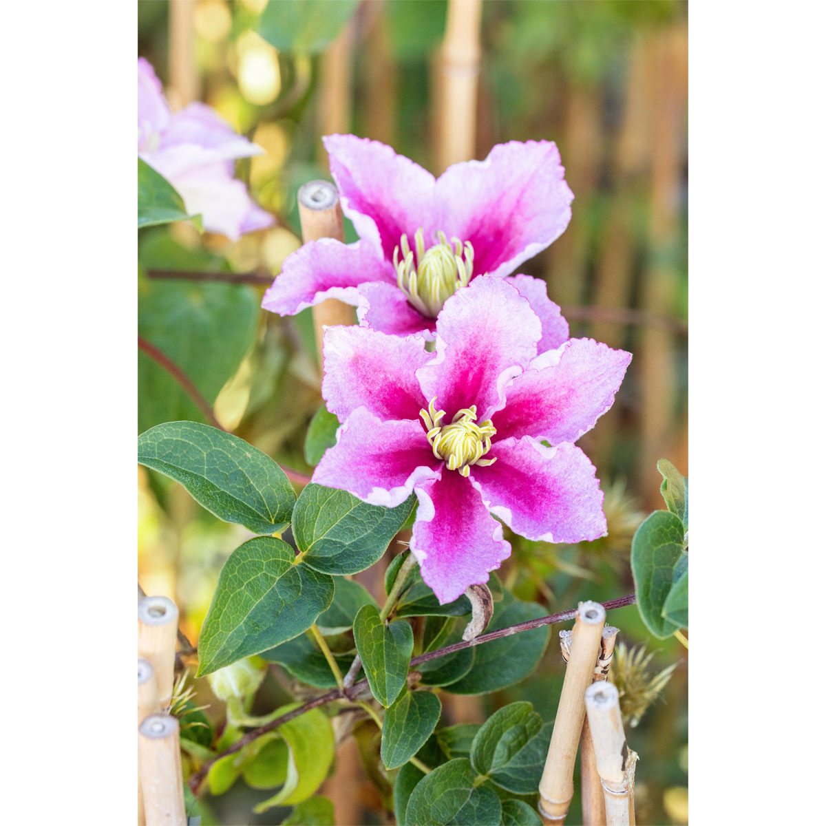 Plantiflor Waldrebe Piilu Topf Durchmesser 17 cm