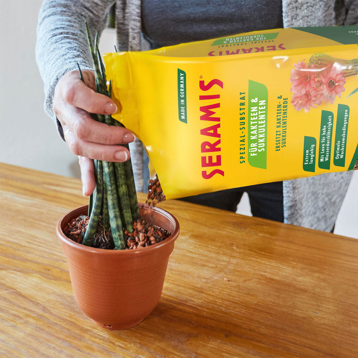 Seramis Spezial-Substrat für Kakteen/ Sukkulenten 7 L Bild 5
