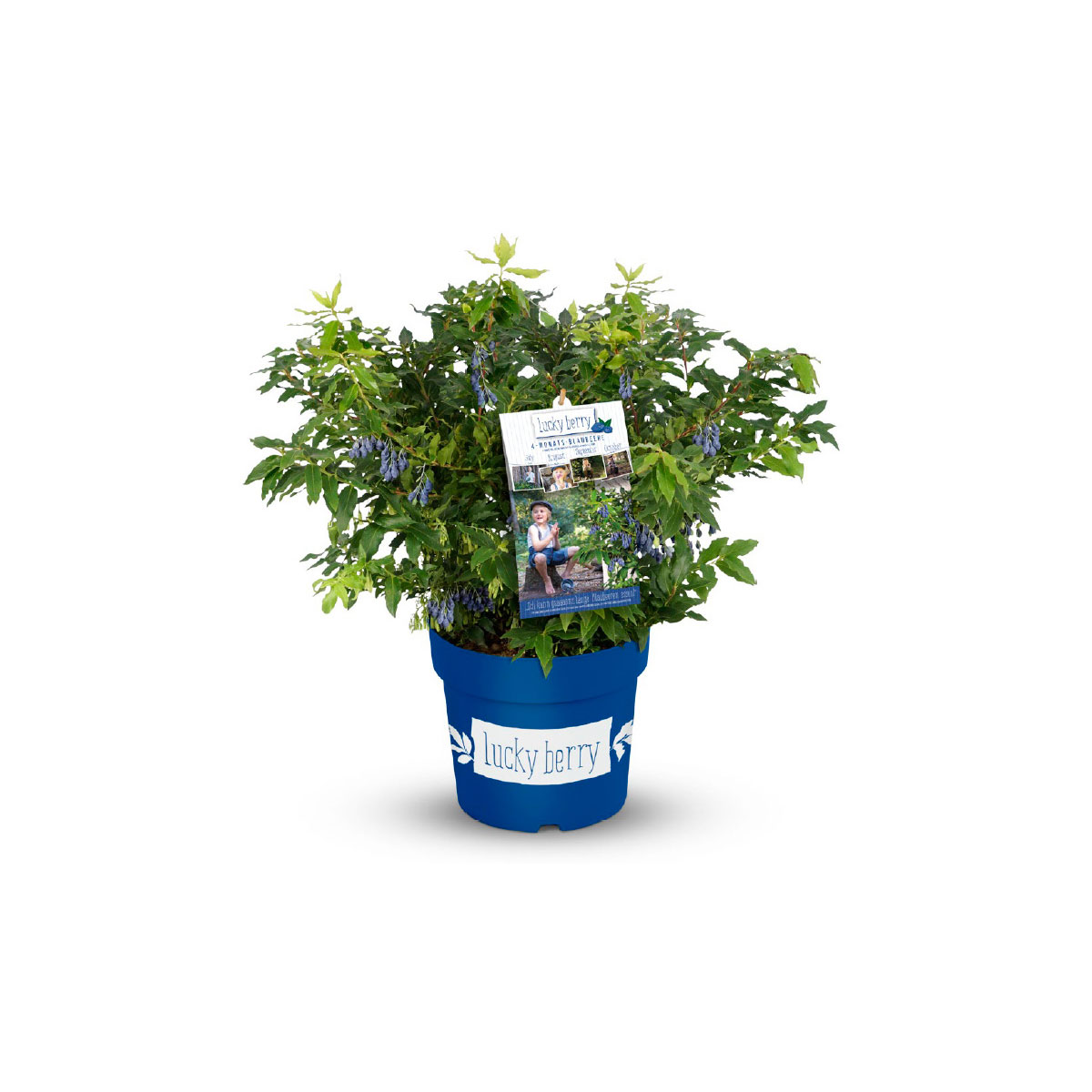 Plantiflor  Heidelbeere Lucky Berry Topf Durchmesser 22 cm