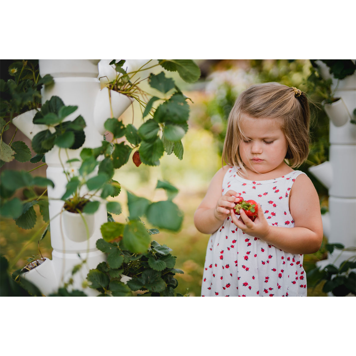 Erdbeerturm Sissi Strawberry Starter-Set weiß Bild 4