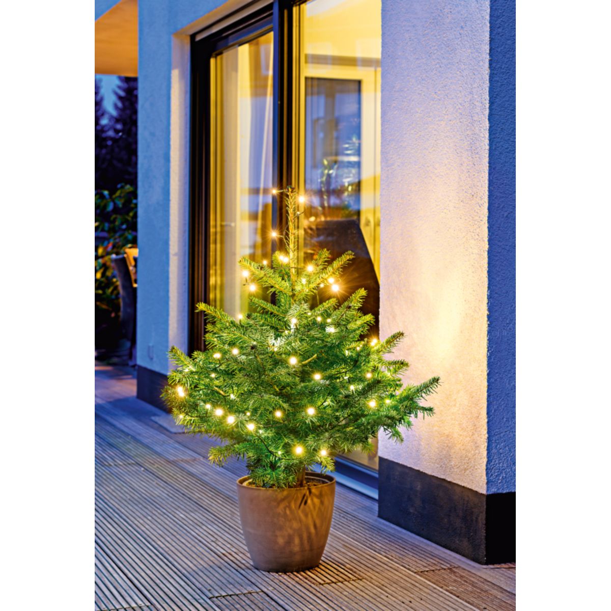 Nordmanntanne 120-140 cm topfgewachsen Bild 3