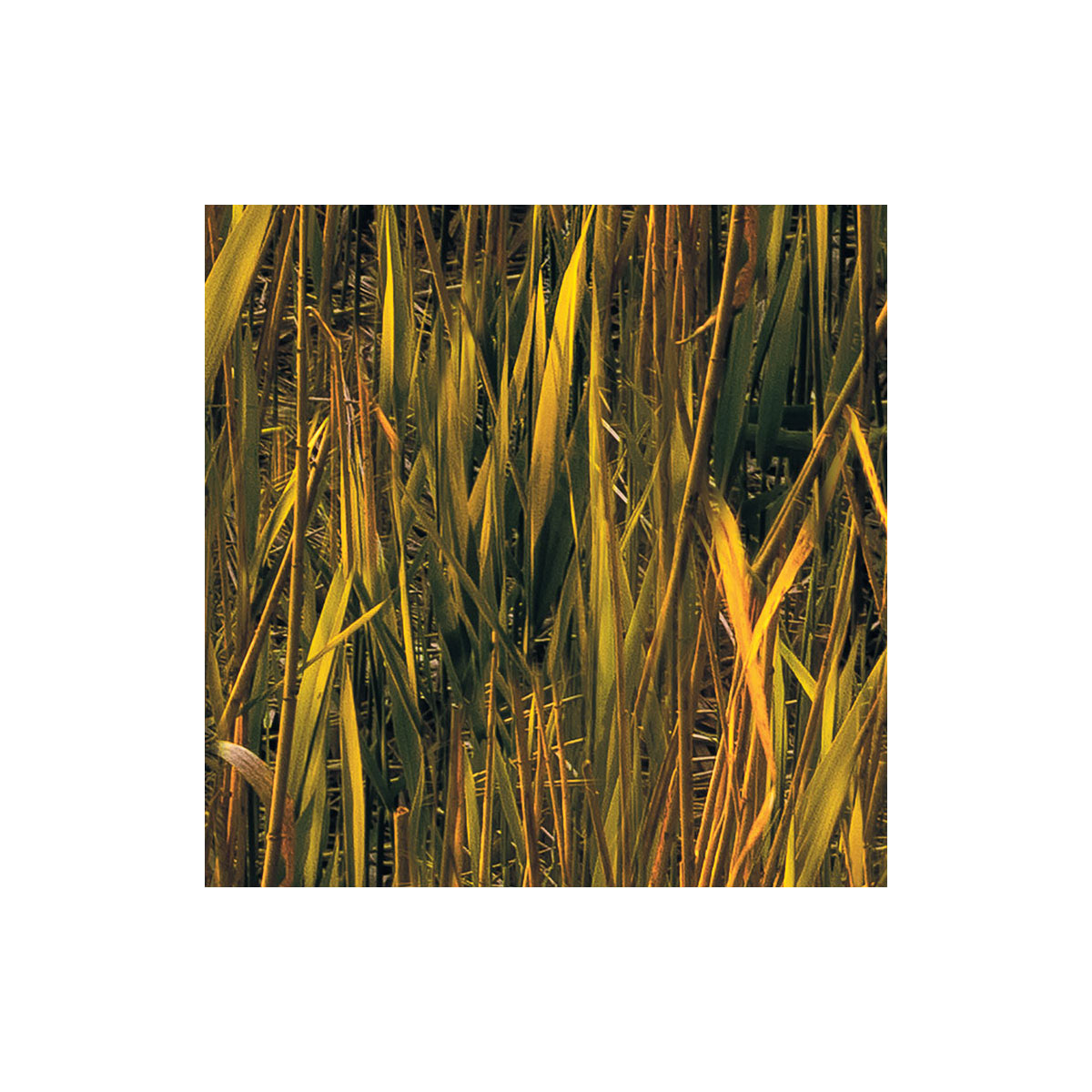 Komar  Vlies Fototapete Lakeside 300x250 cm Bild 6