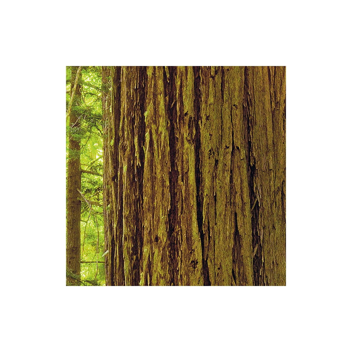 Komar  Vlies Fototapete Redwood 200x250 cm Bild 4