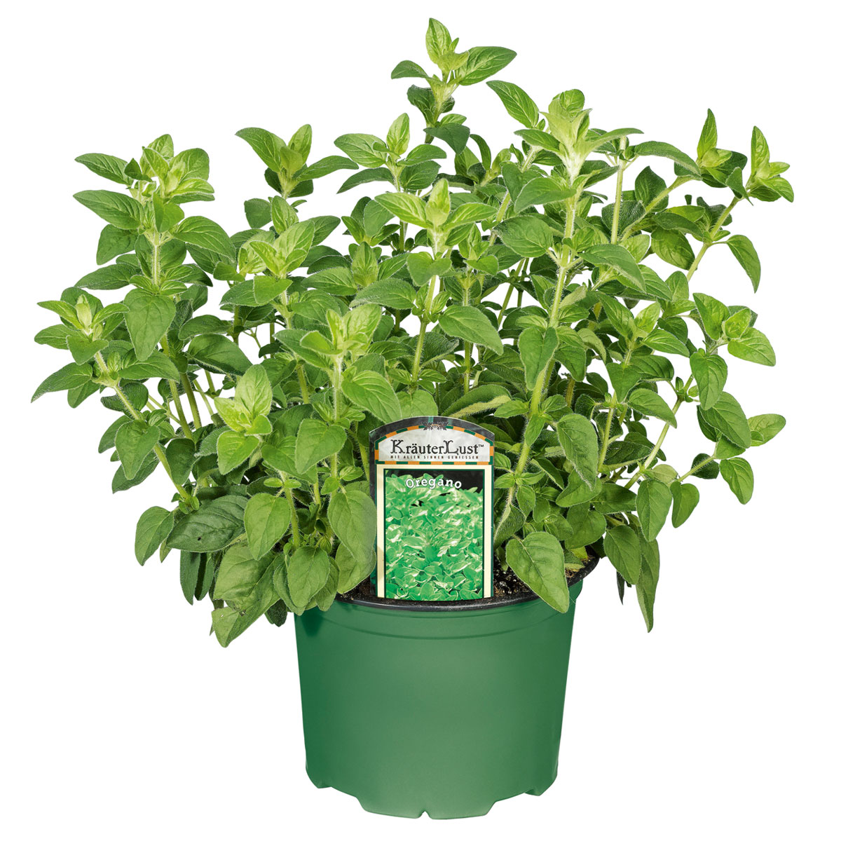 Plantiflor  Gourmetkräuter Oregano Topf Durchmesser 12 cm