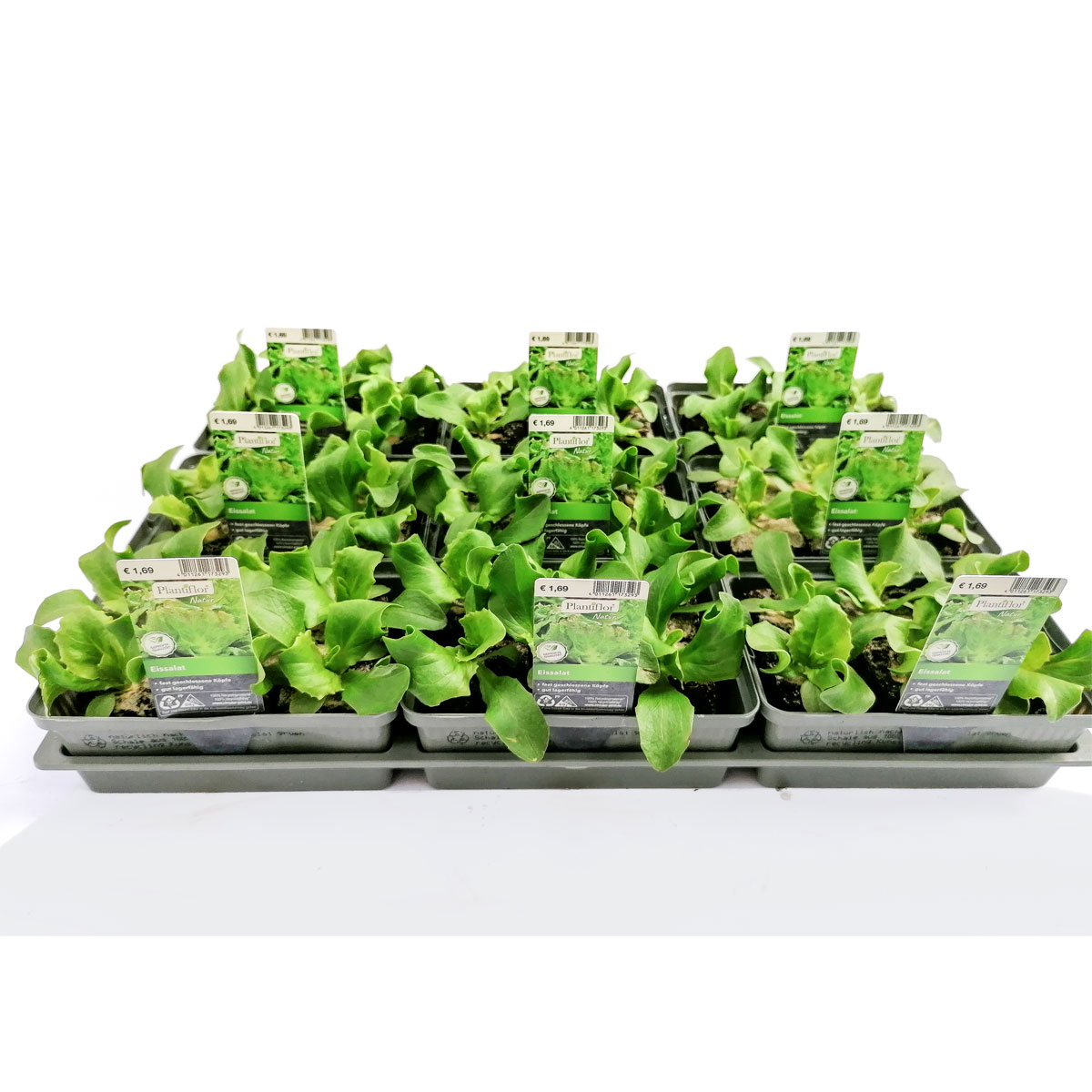 Plantiflor Salatjungpflanze Eissalat 6er-Tray