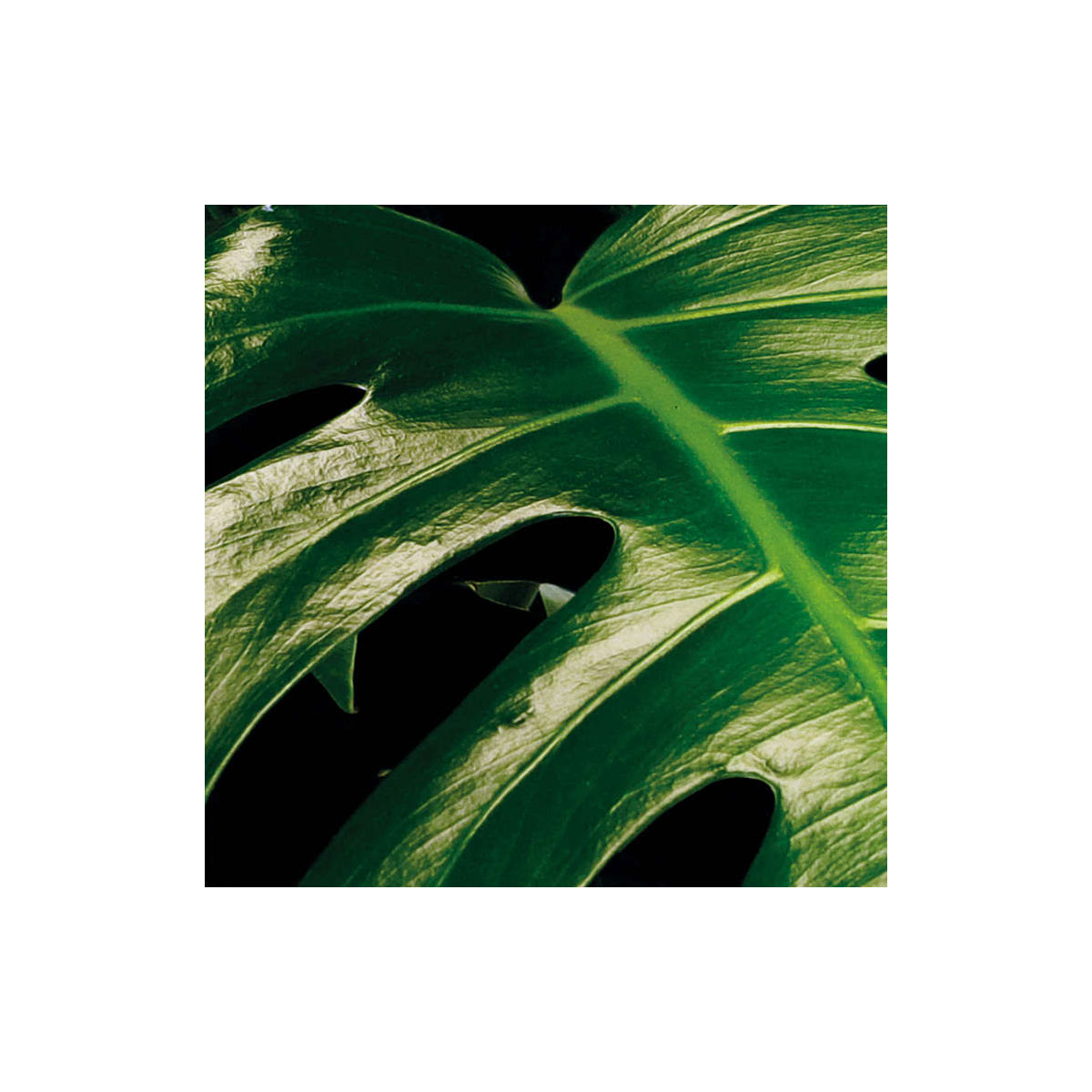 Komar  Vlies Fototapete Tropical Wall 400x250 cm Bild 5