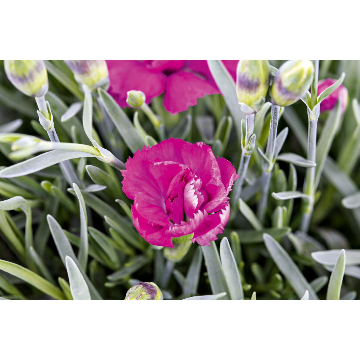 Plantiflor  Garten-Nelke Topf Durchmesser 12 cm Bild 3