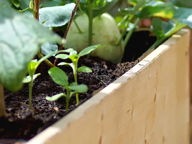 Pflanzen wachsen in einem mit Erde gefüllten Holz-Hochbeet in einem sonnigen Garten.