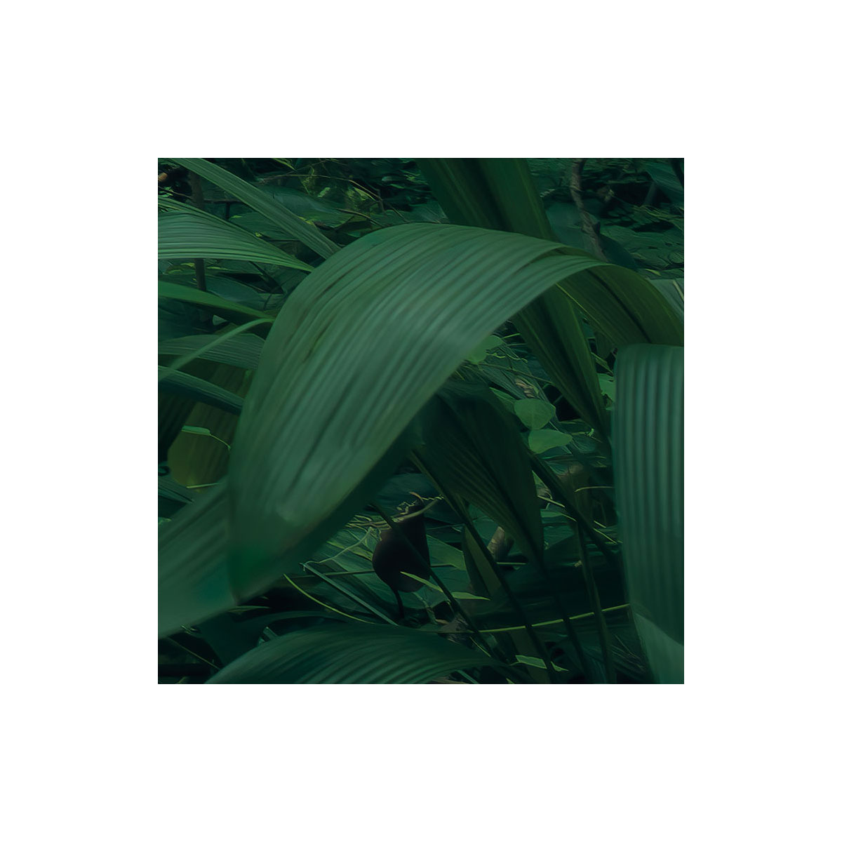 Komar  Vlies Fototapete Green Leaves 450x280 cm Bild 6