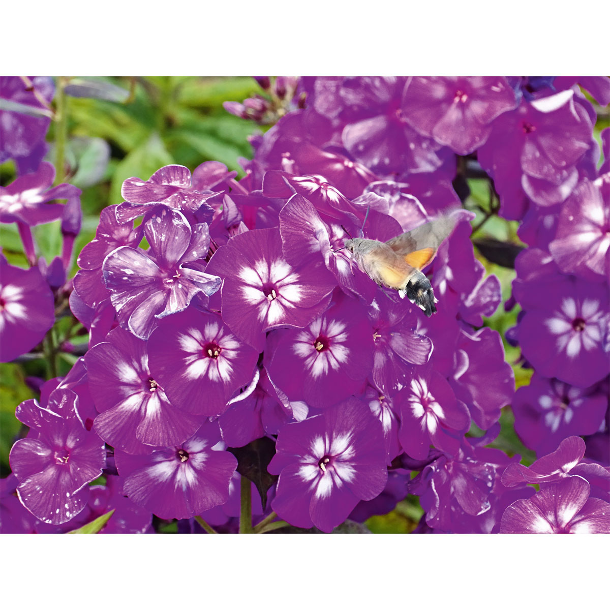 Plantiflor Hohe Flammenblume Topf- Durchmesser 19 cm Bild 4