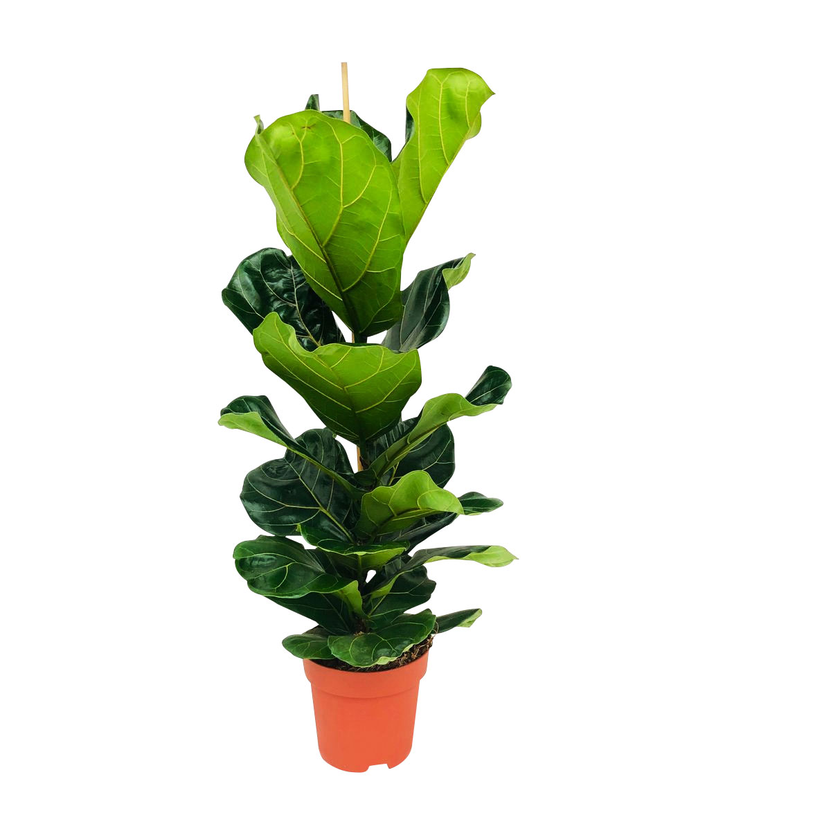 Plantiflor  Grünpflanzen Topf- Durchmesser 21 cm Bild 2