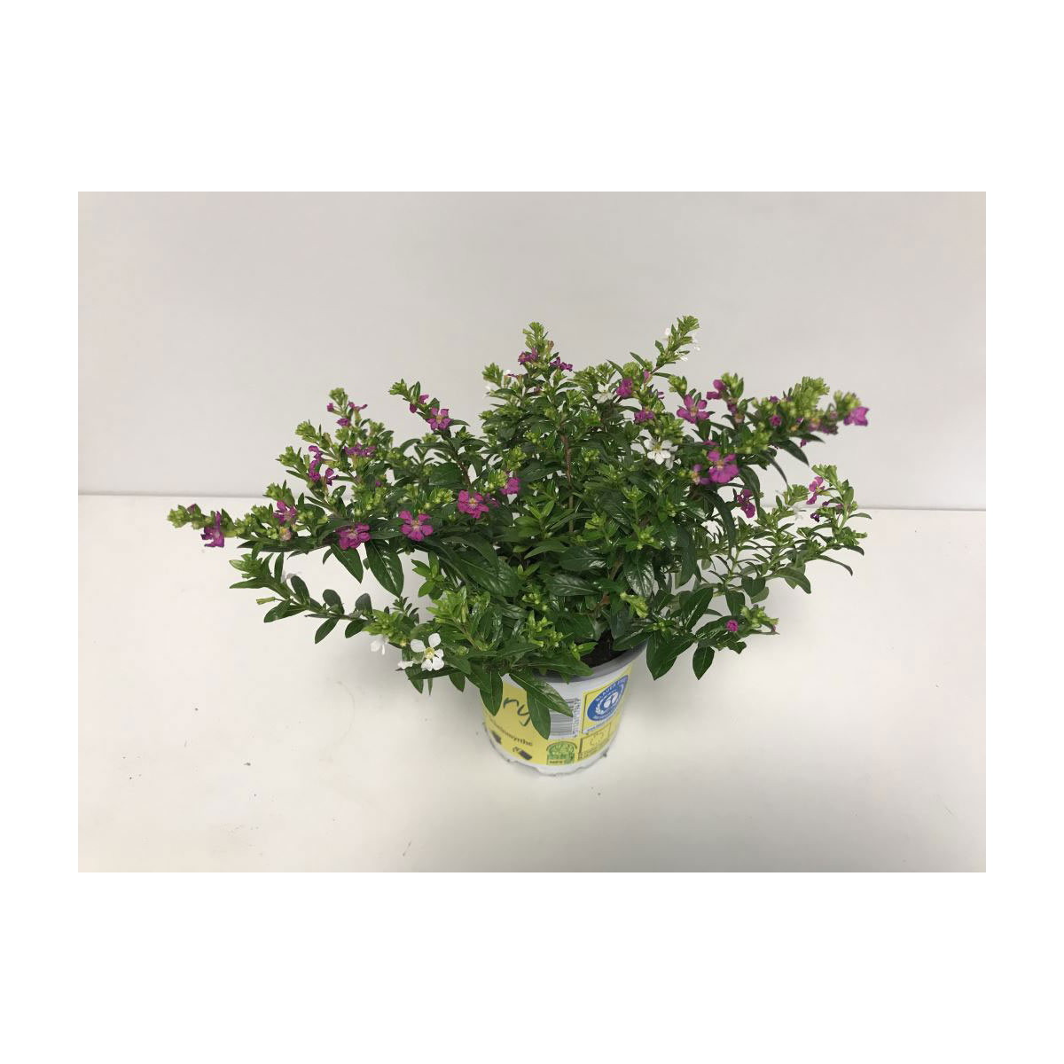 Plantiflor  Köcherblume Twins 2-farbig 15-20 cm T11