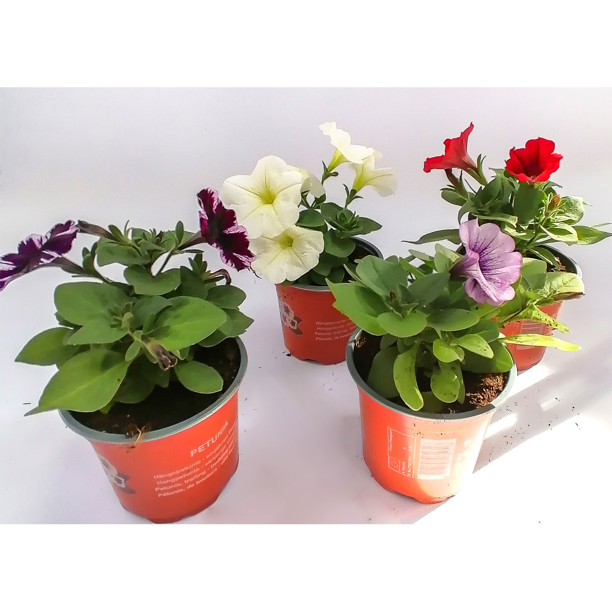 Plantiflor  Petunien großblumig verschiedene Farben T10,5