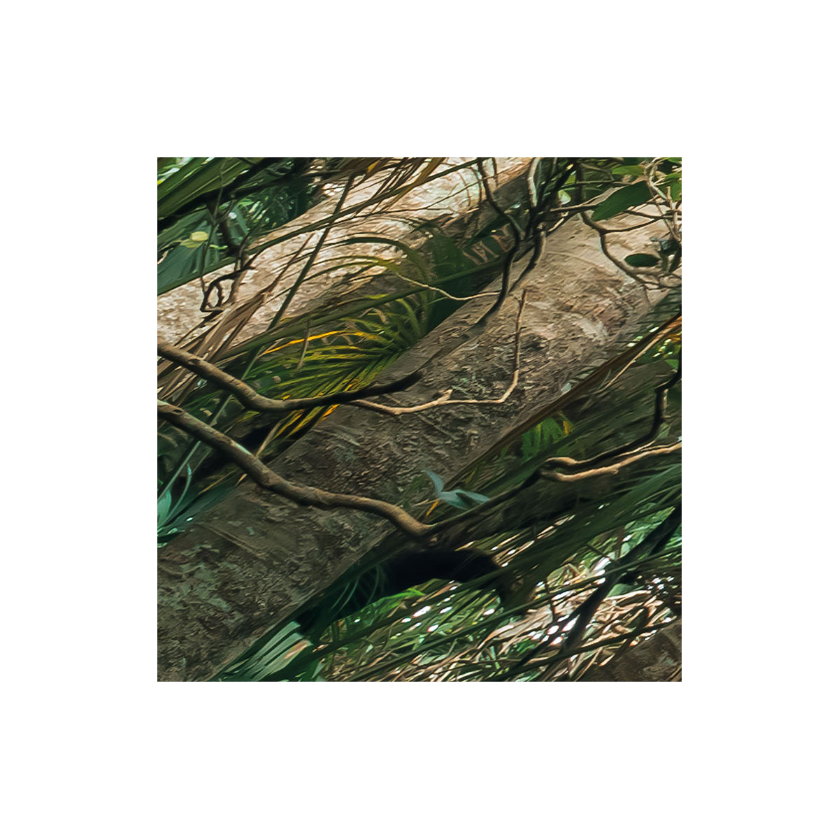 Komar  Vlies Fototapete Touch the Jungle 450x280 cm Bild 6