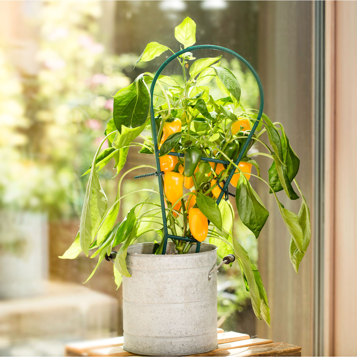 Windhager  Bogenspalier 44x19 cm Bild 3