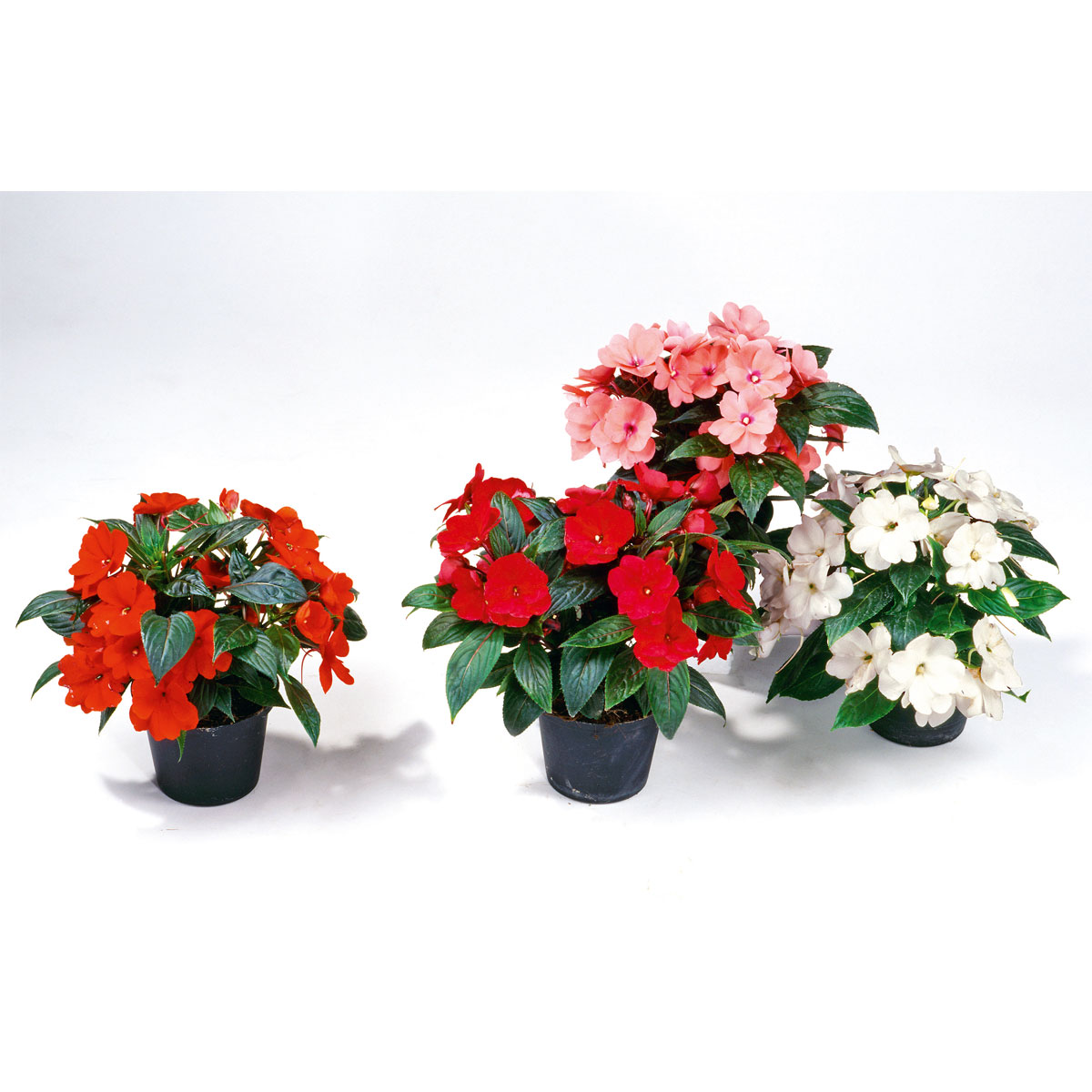 Plantiflor  Edellieschen T12 versch Farben Bild 7