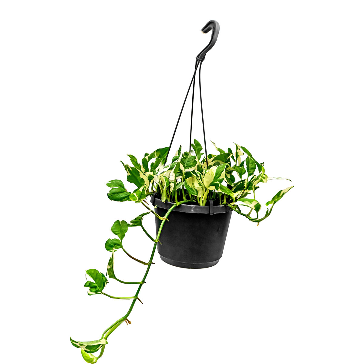 Plantiflor  Ampelpflanze Philodendron Topf- Durchmesser 17 cm