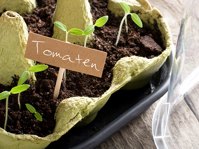 Tomatensämlinge wachsen in einem Eierkarton mit einem Schild "Tomaten" auf Holzuntergrund.