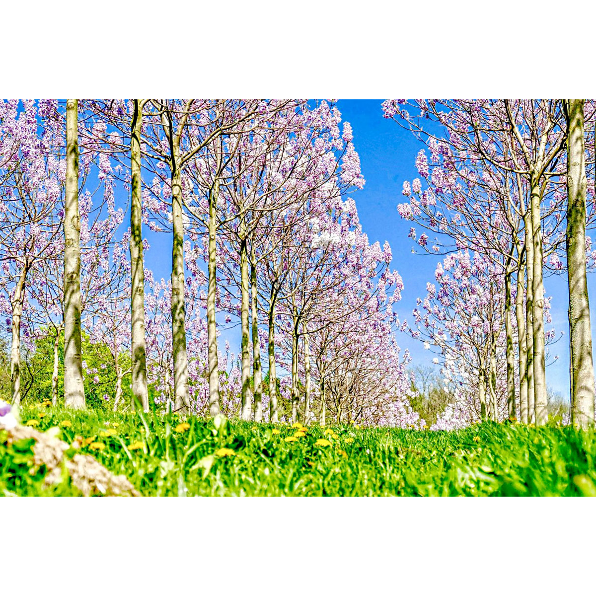 Plantiflor  Bio-CO-Klimabaum Kiri-Baum Topf Durchmesser 15 cm Bild 2